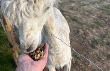 Apple Blues Farm - Foto 38