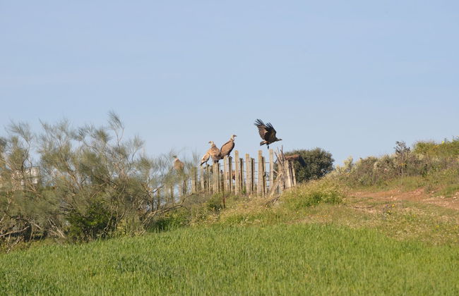 Casas Rurales Aldeaduero - Foto 29