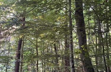 La Forêt suspendue - Gîte nature sur 9ha - option Spa avec vue panoramique - Foto 26