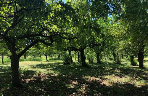 Czytelnia w Sadzie - Foto 34