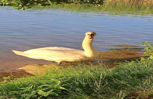 A Wooden, Eco-friendly House by the Goszcza Lake. Living Room, 2 Bedrooms - Foto 65