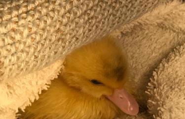 Casa das Hortências by Azoresrent - Photo 57