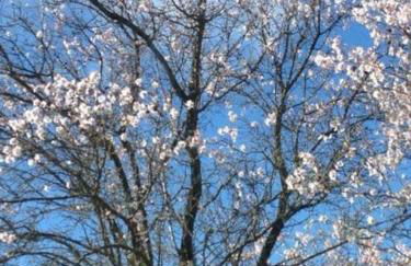 Les Amandiers - Foto 38