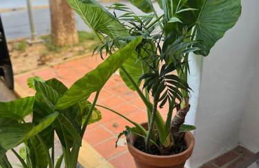 Apartamento a 8km Sevilla centro - Foto 21