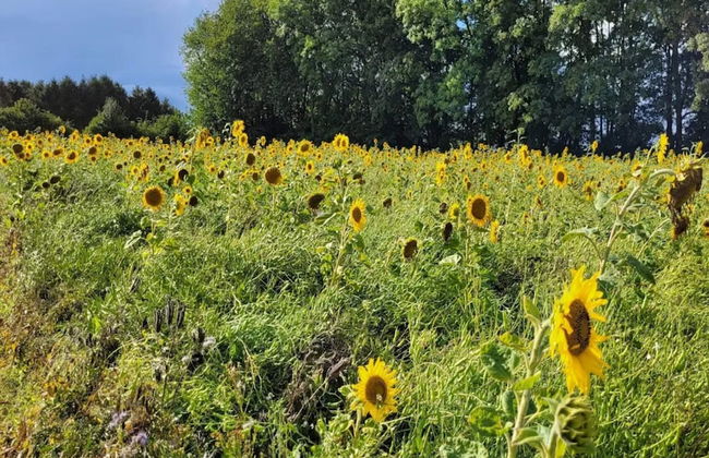 5 Person Holiday Home in Hesselager - Foto 12