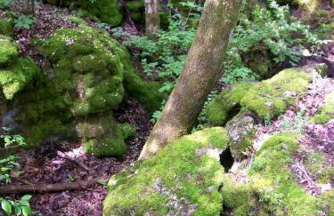 Hillbilly Chic Tiny House Near Nashville with WiFi, Kitchenette, Fire Pit & Trails - Foto 47