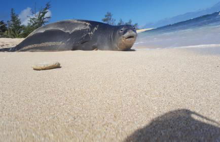 Mokulē'ia Beach Houses at Owen's Retreat - Foto 54