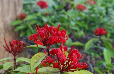 Rancho Comancho - Foto 42