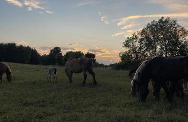 Świerkowe Ranczo Raciszewo - Foto 32