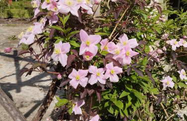 Sophienquelle Schweizermühle - Foto 7