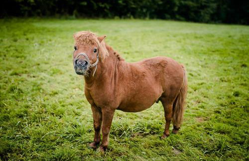 Agroturystyka Natura - Foto 49
