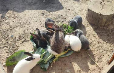 Siedlisko Bogdanka - Foto 10