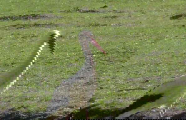 Spreewald Break Modern Retreat - Foto 13