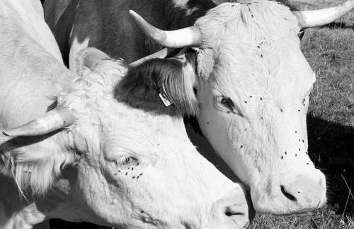 Stube9 am Feldberg, direkt an der Skipiste, Ski in-Ski out - Photo 47