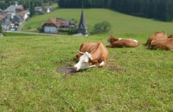 Outdoor & Relax Blackforest - Foto 6