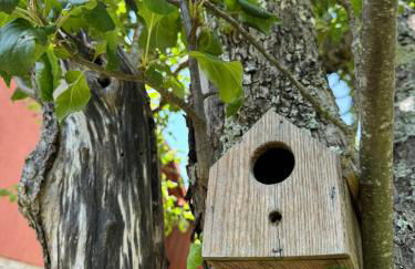 Casa das Castanhas - Cinfães, Viseu - Foto 61