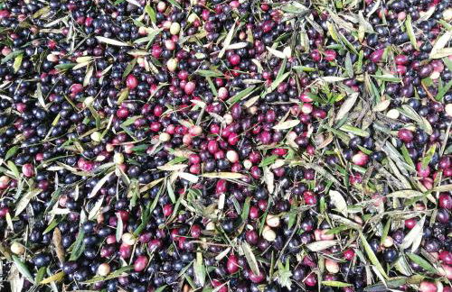 Burrico D`Orada - Rural Stays & Wine Country Tours - Foto 59