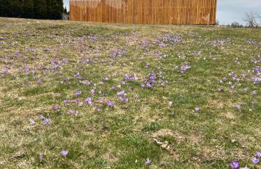 Apartamenty Bąkowo Chatka - Foto 2