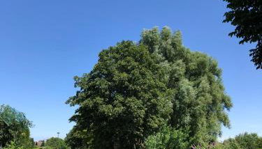 Ferienhaus Rupnow Plau am See - Foto 5