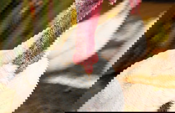 Hotel Fazenda Vale Amanhecer - Photo 68