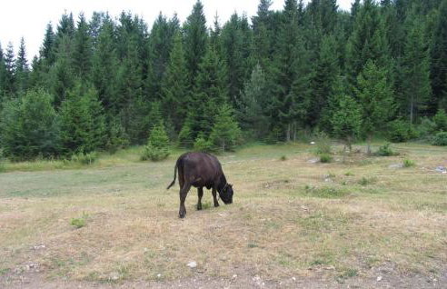 Kuca za odmor ZORA by Villas Guide - Foto 23