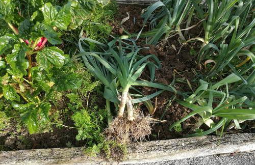 Las Azadas - Foto 40