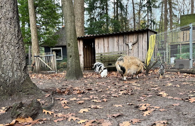 Chalet in Lochem Near Forest & Cycling - Foto 19