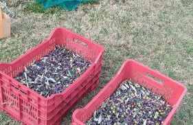 Appartamento Cristol - Foto 47