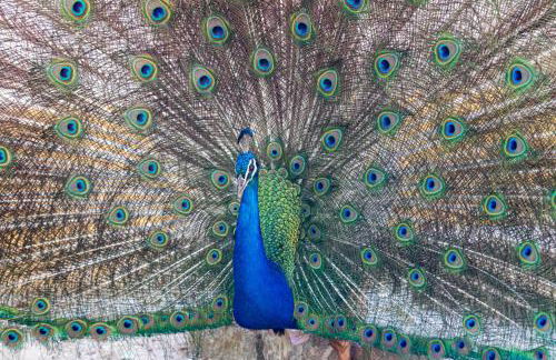 Quinta da Foz - Foto 8