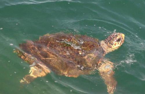 Traditional house by the sea 2 - Foto 24