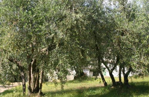 Tuscany Bliss: Garden Retreat - Foto 33