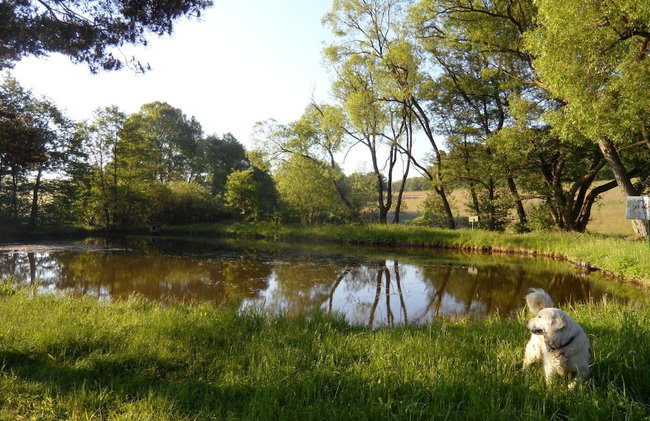 Dog-friendly Holiday Home in the Knull - Foto 13