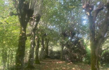 Manoir des Pavements - Photo 19