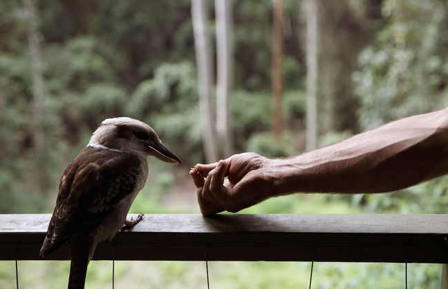 Carawirry Forest Escape - Foto 42