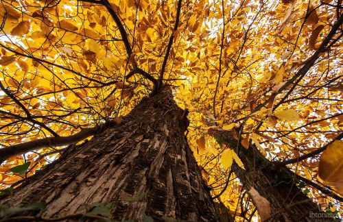 Casas Rurales Acebuche en Valle del Ambroz - Foto 13