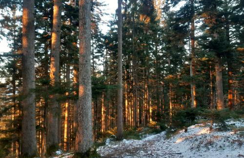 Meisterhaus Alpirsbach Wohnung OG - Foto 29