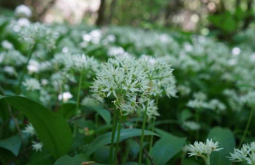 Ferienwohnung Nagel - Foto 20