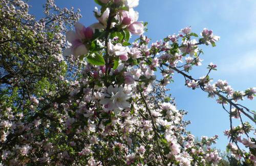 Apfelbluete und Paradies - Foto 9