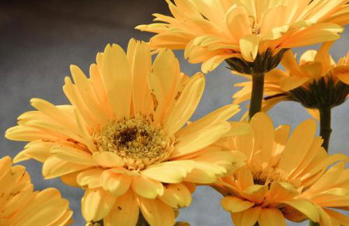 Appartamento a Villa Rosa - Foto 40