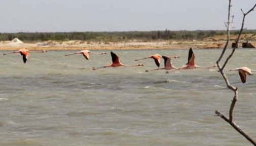 Santuario de Fauna y Flora Los Flamencos