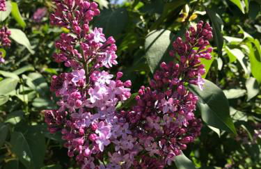 Torre Colombaia - Foto 9