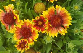 Apartment Milka - Foto 22