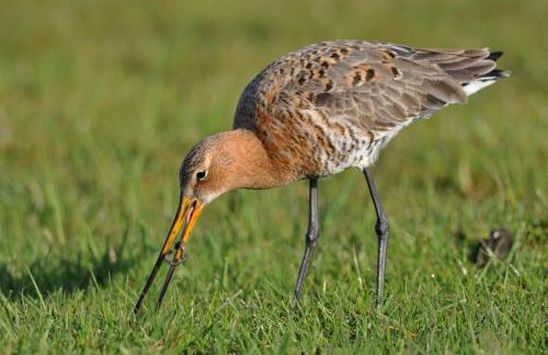Ferienhaus 2 Köhr-Eickhoff - Foto 9