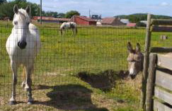 Au grand galop - Foto 35
