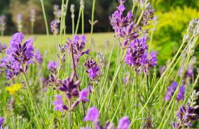 Biały Domek Nielbark - Agroturystyka - Foto 50