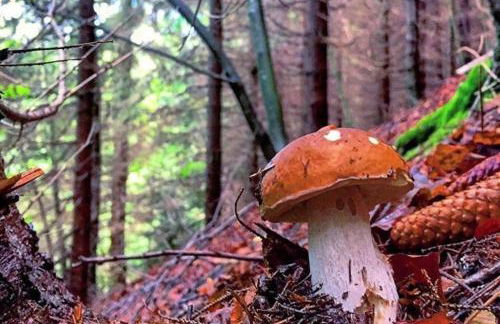 La Tana Del Ludo - Foto 61