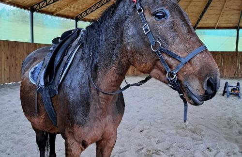 Leśny Reset - Foto 47