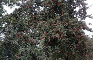 Róże i Jabłonie Agroturystyka - Foto 7