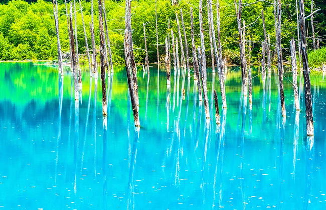 Escursione ai campi fioriti di Hokkaido e allo stagno Blu - Foto 2