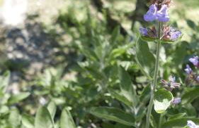 Quater Apartments - Tremezzina - Foto 45